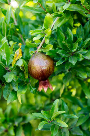 Fresh organic fruit; pomegranate tree. Natural agriculture.