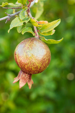 Fresh organic fruit; pomegranate tree. Natural agriculture.