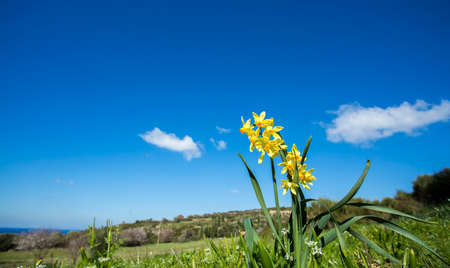 Bright blooming daffodils. Flowering narcissus flowers. Spring daffodils.