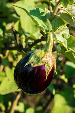 Fresh organic, natural agriculture; eggplant field, harvest.の写真素材