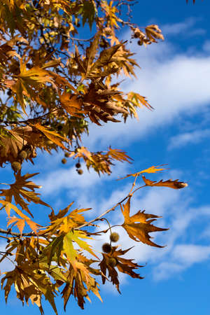 Autumn season, yellow leaves and blue cloud sky.