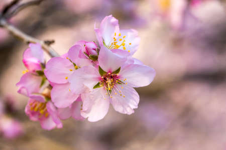 Peach blossom, spring tree with pink flowersの写真素材