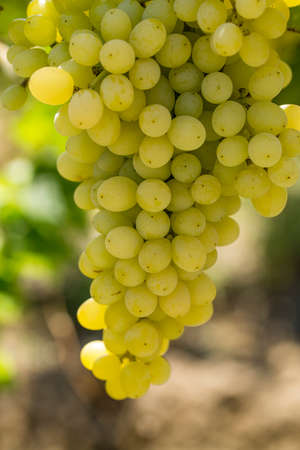 Fresh organic grapes, vineyards. Turkey / Izmir / Focaの写真素材