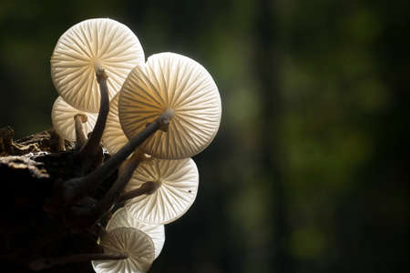 Nature concept photo. Wild life mushrooms in nature.の写真素材