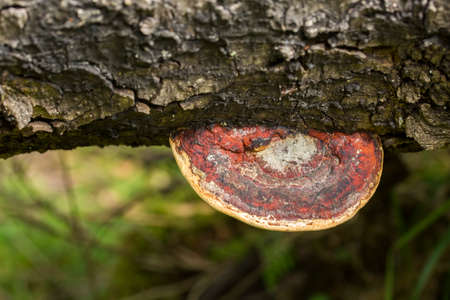 Nature concept photo. Wild life mushrooms in nature.