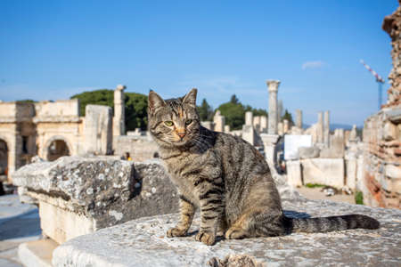 Cat on the ruins of the ancient city of Ephesus, Turkeyの写真素材