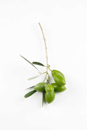 Little branch of green olives isolated, white background