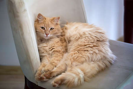 pet animal; cute cat indoor. house cat.の写真素材