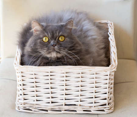 Persian catの写真素材