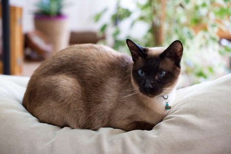 Siamese catの写真素材