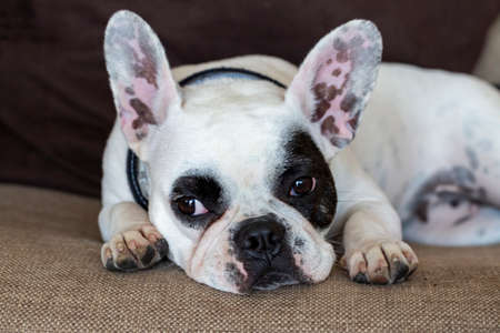 Pet animal; cute dog. The house dog.の写真素材