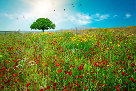 Meadow grass landscape and a single tree (Izmir / Sakran / Aliaga / Turkey)の写真素材