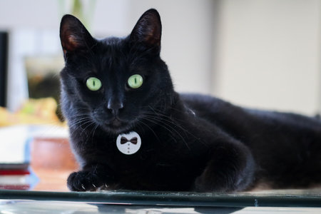 pet animal; cute cat, black cat indoorの写真素材