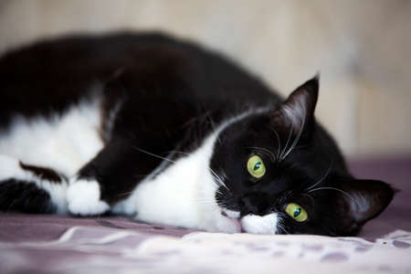 Pet animal; cute cat, tuxedo cat indoor