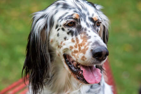 Pet animal; cute dog face portrait photo.