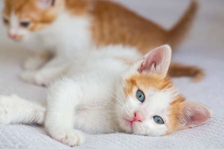 A beautiful baby cat that is very curiousの写真素材