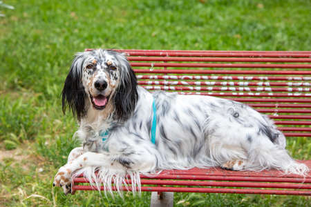 Pet animal; cute dog face portrait photo.