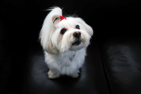 Pet animal; lovely cute dog indoor isolatedの写真素材