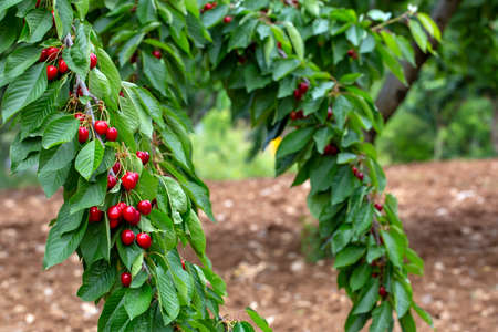 Cherry with leaf and stalk. Cherries with leaves and stalks.の写真素材