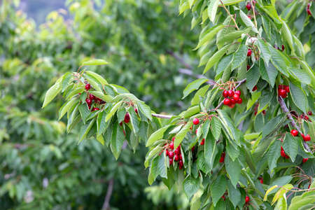 Cherry with leaf and stalk. Cherries with leaves and stalks.