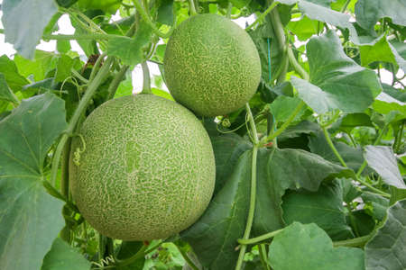 Melon or cantaloupe melons growing in supported by string melon nets ,The yellow melon with leaves and sunlight in the farm waiting for harvest.の写真素材