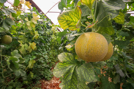Melon or cantaloupe melons growing in supported by string melon nets ,The yellow melon with leaves and sunlight in the farm waiting for harvest.の写真素材