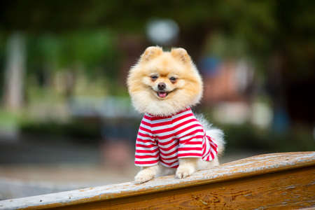 Pet animal; cute pomeranian dog in natureの写真素材