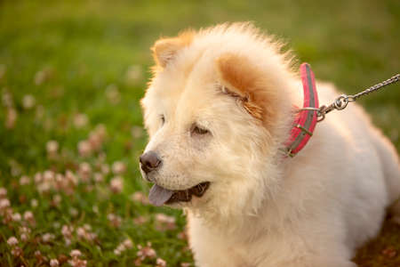 Pet animal; cute dog in the parkの写真素材
