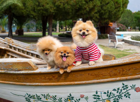 Pet animal; cute pomeranian dog in natureの写真素材