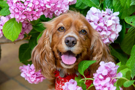 Pet animal; spaniel cocker in the garden