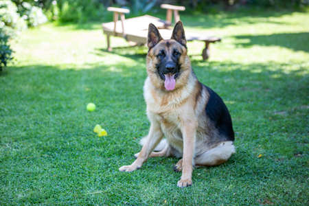 Pet animal; german wolf dog in garden.の写真素材
