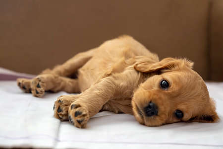 Pet animal; English Cocker Spaniel puppy sleeping indoor