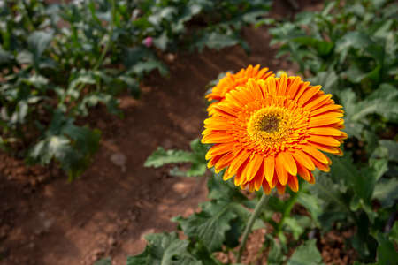 Fresh Gerbera flowers field, greenhouse. Agriculture concept photo.の写真素材