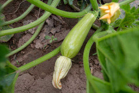 Green fresh organic zucchini field. Agriculture concept photo.