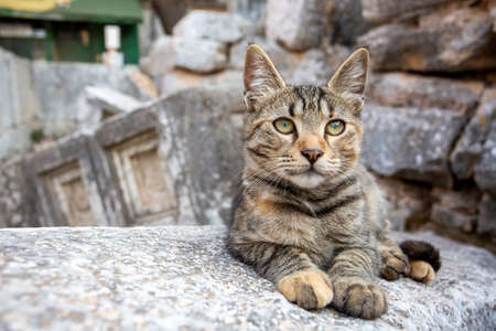 Cute tabby cat sitting on a stone. Selective focus.の写真素材