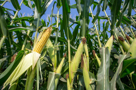 Fresh organic corn field, Izmir / Turkey
