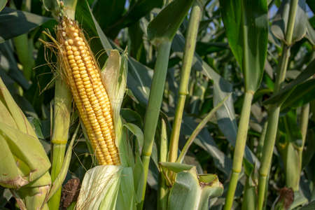 Fresh organic corn field, Izmir / Turkey