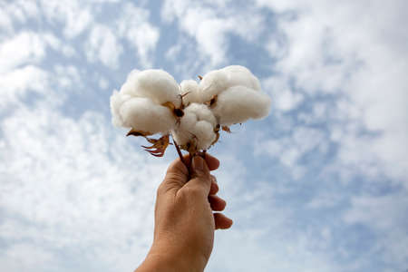 Cotton plant flower in hand against blue sky with white clouds.の写真素材