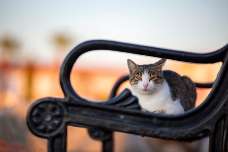 A cat sitting on a metal fence in a city park. Selective focus.の写真素材
