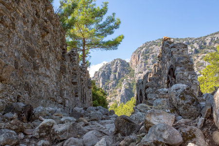 Pine trees growing on the rocks in the mountains in Turkey.の写真素材