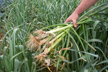 Harvesting of onions in the garden. Selective focus. nature.の写真素材