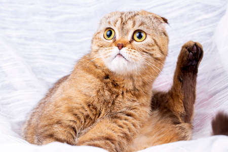 Beautiful scottish fold cat lying on the bed and looking at cameraの写真素材