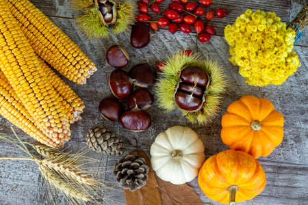 Autumn still life with pumpkins, chestnuts, corn and flowersの写真素材