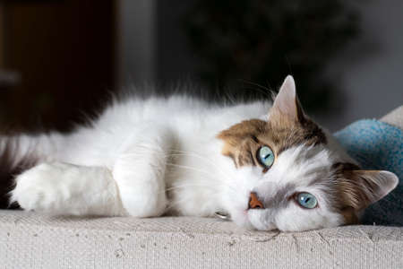beautiful white cat with blue eyes lying on the couch at homeの写真素材