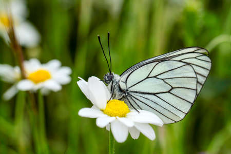 A closeup of a white butterfly sitting on a daisy flowerの写真素材