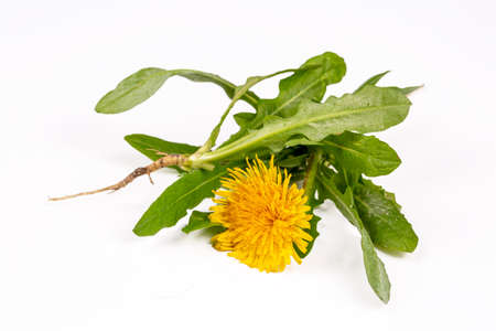 Dandelion with roots on a white background. Close-up.の写真素材