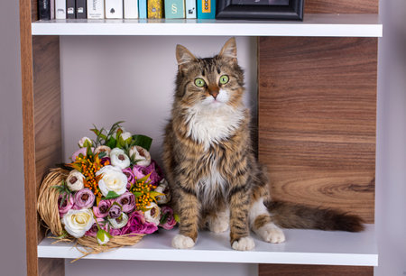 Cute tabby cat with a bouquet of flowers sits on a shelf in the officeの写真素材