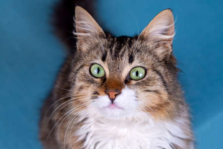 Portrait of a cat with green eyes on a blue background.の写真素材