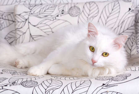 White cat with green eyes lying on sofa at home. Cute petの写真素材
