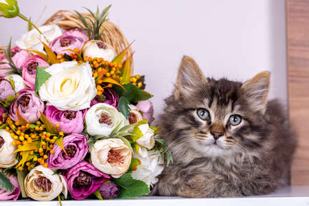Long-haired tabby kittenの写真素材